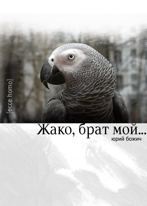 Обложка книги «Жако, брат мой...»
