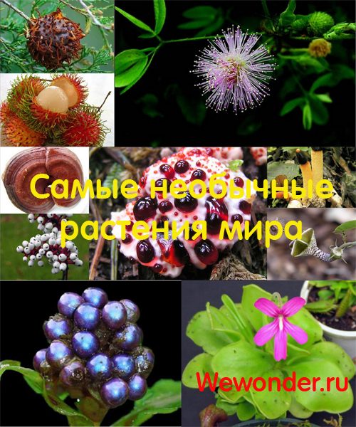 Обложка книги «Удивительное рядом: самые необычные растения мира»