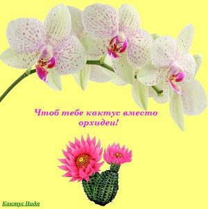 Обложка книги «Чтоб тебе кактус вместо орхидеи! (СИ)»