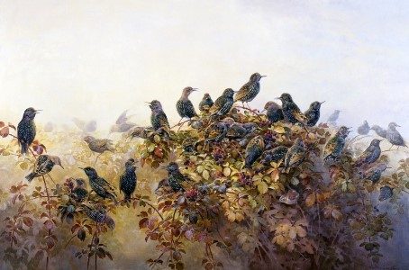 Обложка книги «Книга скворцов (журнальный вариант)»