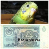 Обложка книги «Пять рублей и один попугай (СИ)»