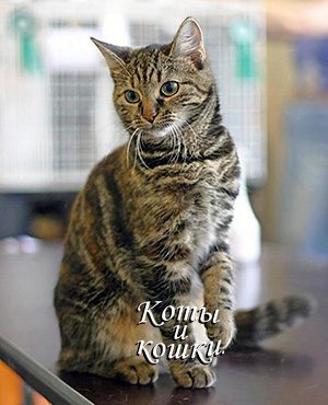Обложка книги «Коты и кошки»