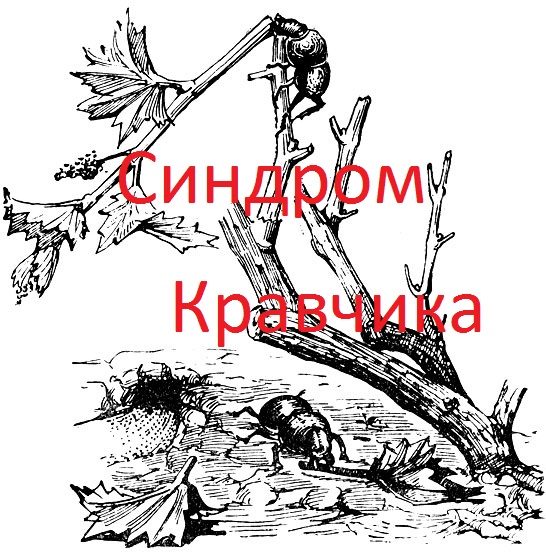 Обложка книги «Синдром кравчика»