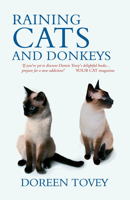 Обложка книги «Raining Cats And Donkeys»