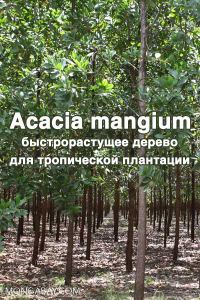 Обложка книги «Acacia mangium - быстрорастущее дерево для тропической плантации»