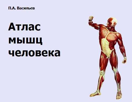 Обложка книги «Атлас мышц человека»