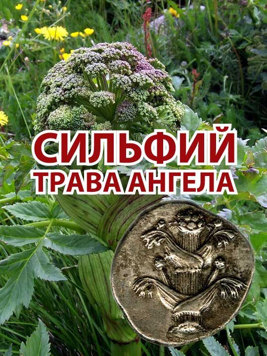 Обложка книги «Сильфий - трава ангела»