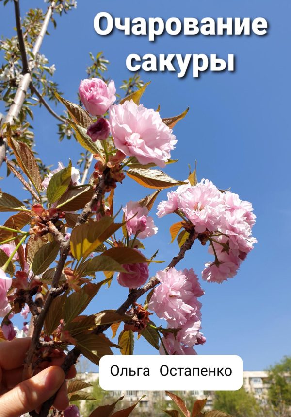 Обложка книги «Очарование сакуры»