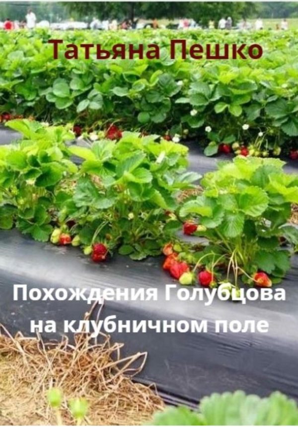 Обложка книги «Похождения Голубцова на клубничном поле»