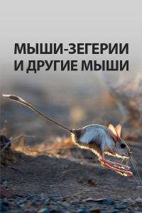 Обложка книги «Мыши-зегерии и другие мыши»