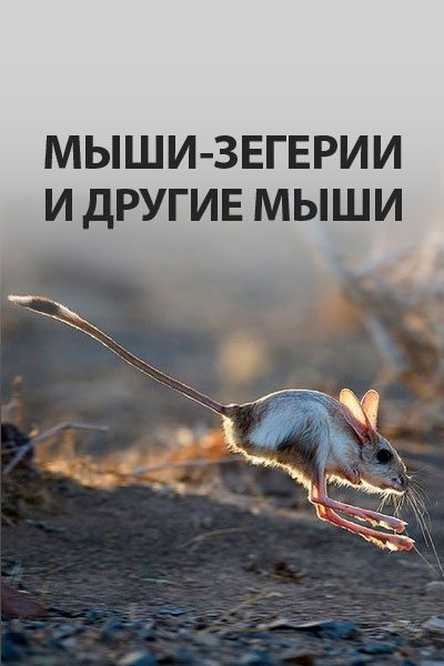 Обложка книги «Мыши-зегерии и другие мыши»