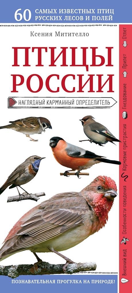 Обложка книги «Птицы России. Наглядный карманный определитель»