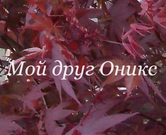 Обложка книги «Мой друг Оникс»